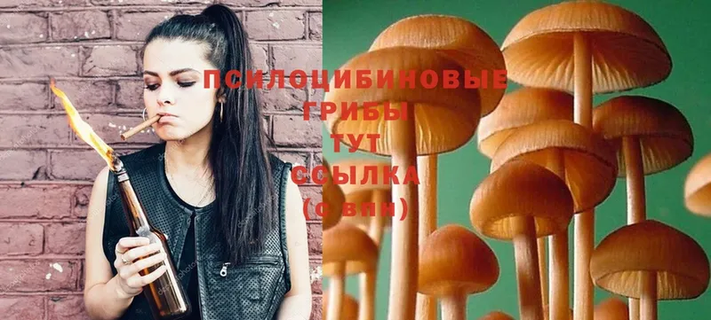 Псилоцибиновые грибы Psilocybe  Чудово 